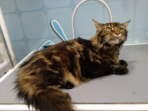 Clínica Veterinaria Las Fuentes - Thumbnail