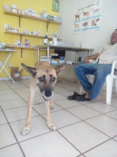 VETERINARIO 24 HRS DR.CHAIDEZ - Cremación De Mascotas