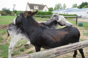 Photo n°3 de Autour de l'âne à Port-Bail-sur-Mer (Centre de randonnée équestre)