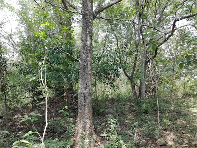 Photos of Dryzone Eco Villas