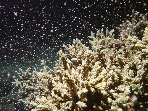 海洋自然博物館 マリンジャム