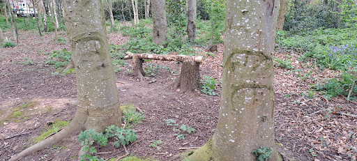 Withy Hill Woods - Thumbnail