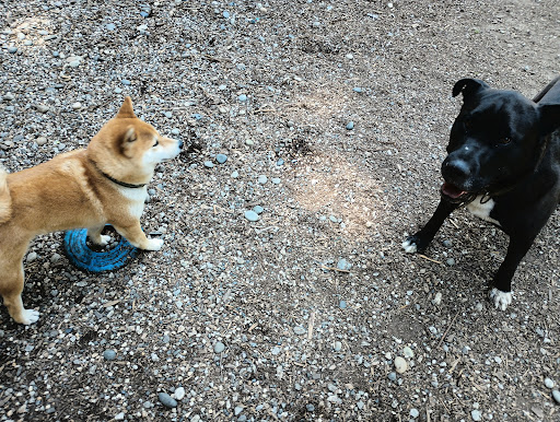 Brooktails Pet Care