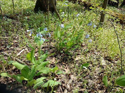 Newberry Wildlife Sanctuary