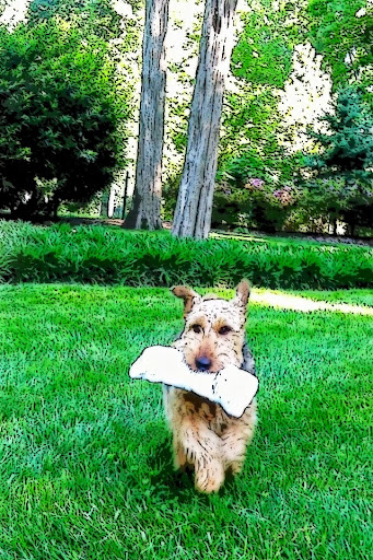 Fun Dog Fitness - Thumbnail
