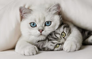 Photo n°1 de Cabinet Vétérinaire Champmesnil à Le Mesnil-Saint-Denis (Clinique vétérinaire)