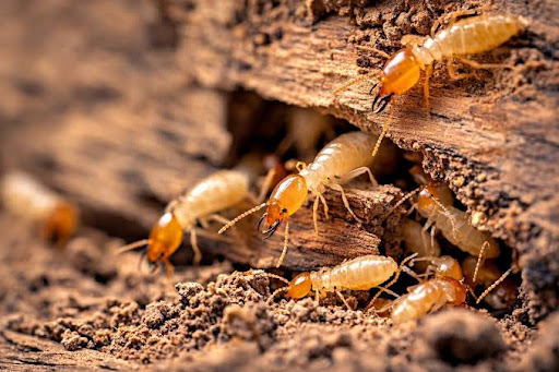 We are providing all types of comprehensive ECO-FRIENDLY PEST CONTROL SERVICES for Residential an…