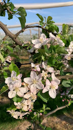 Photo n°2 de Vergers de Ribemont à Ribemont (Épicerie)