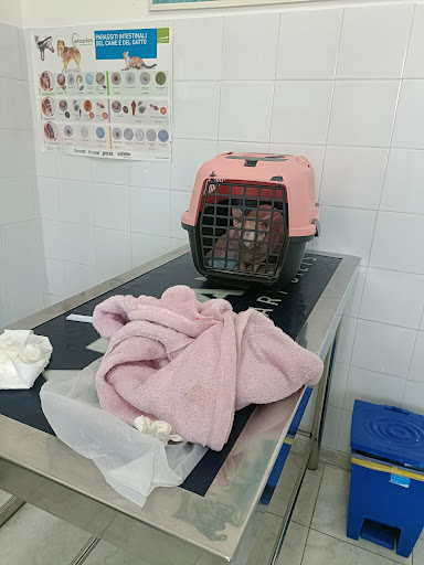 Ambulatorio Veterinario Dr. D'Argento Walter - Thumbnail