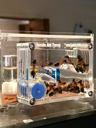 Ant Shop Australia - Thumbnail