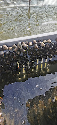 Photo n°8 de Les Produits De La Baie à Bouin (Fournisseur d'huîtres)