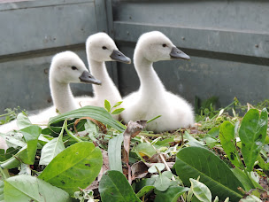 Photo n°46 de Camping l'Escapade à Cahagnolles (Terrain pour camping-cars)