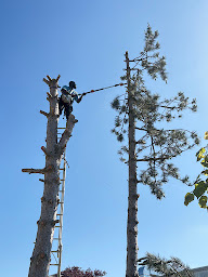 Photo n°7 de Gabard élagage à Clamart (Service d'entretien de pelouse)