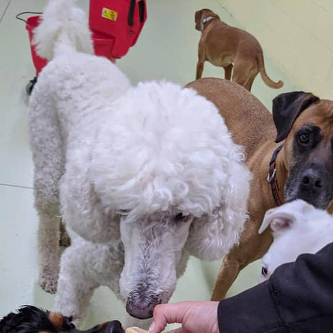 Wags N Wiggles Pet Boarding Service in Springfield We offer daycare