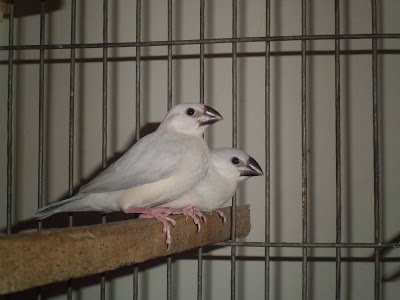Photos of Alhamdulillah Aviary