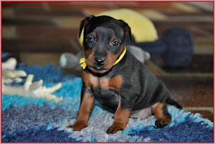 Photo n°8 de Élevage SOLFARINO à La Chapelle-Moutils (Éleveur de chiens)