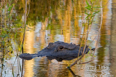 Photos of Everglades River of Grass Adventures