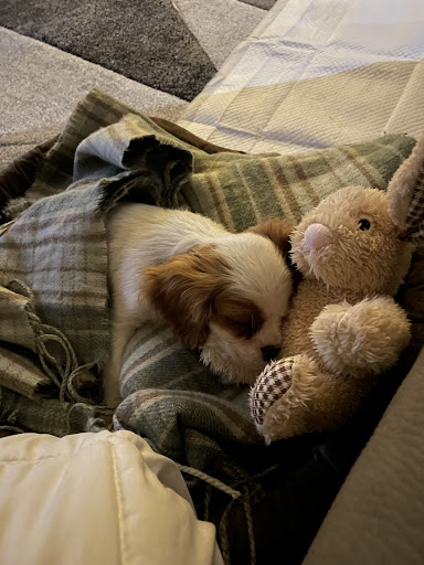 Junglegian Snc TOELETTATURA E VENDITA CUCCIOLI - Thumbnail