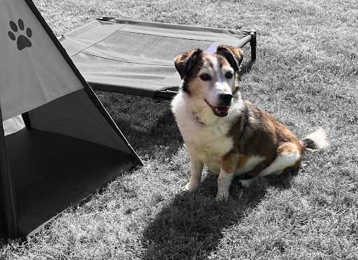 Home Vet NI - Thumbnail