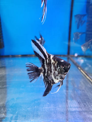 Sklep Zoologiczny R.Pełka - Grudziądz