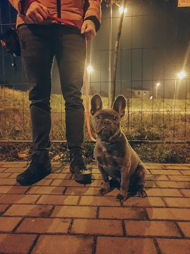 Akademia Pana Bobra - Inny