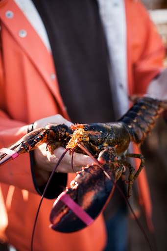 Off The Boat Lobsters - Thumbnail