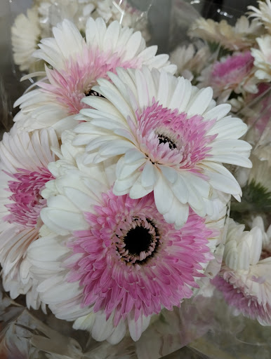 MundoFlor