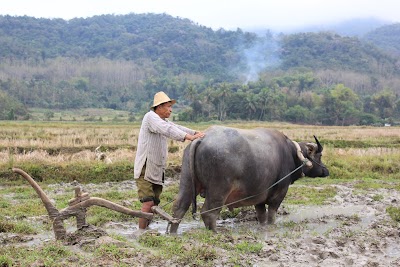 Photos of The Living Land company
