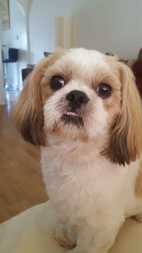 Absolute Dogs Gallery - United Kingdom