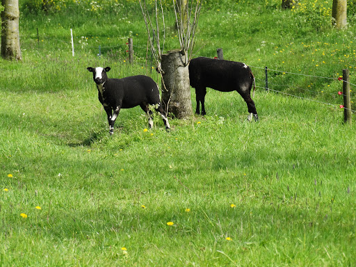 Vierdaagsebos - Thumbnail