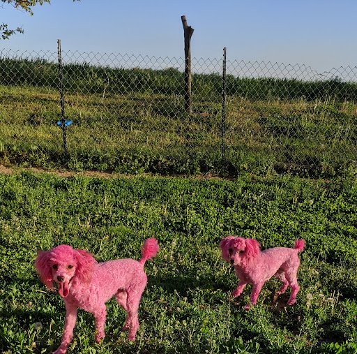 Poodle Palace