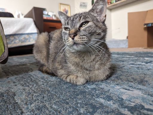 Millis Animal Hospital - Thumbnail
