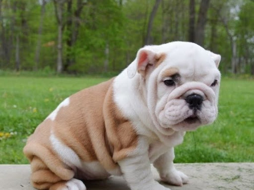 English Bulldog Puppies For Sale We Are A Small Family Owned Breeders For Excellence In Quality And Kid Friendly Temperament Contact Us Now