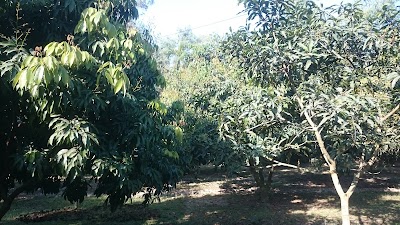 Photos of Faiza & Jubayer Orchard Project