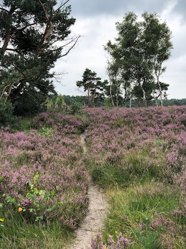 Camperplaats Kalmthoutse heide - Thumbnail