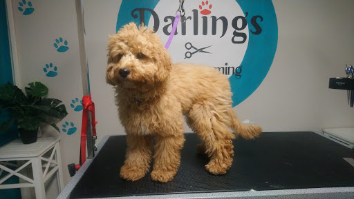 Well Beings Holistic Petcare