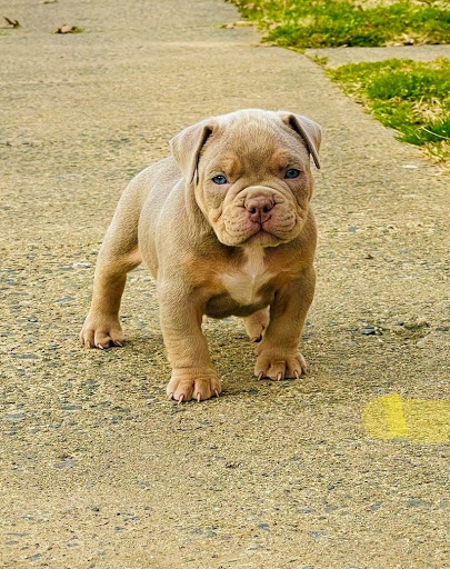 Baltimore Bred Bullies, LLC. - Thumbnail
