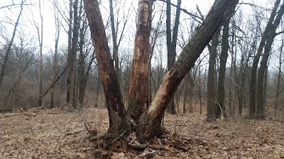 Willow Springs Woods