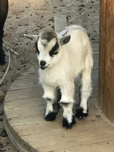 Photos of Radi Alsabti farm / مزرعة راضي السبتي