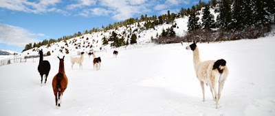 Montana Llama Guides of Bozeman