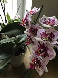 Photo n°5 de L antr ...ami ( les croisières ) à Violès (Restaurant)