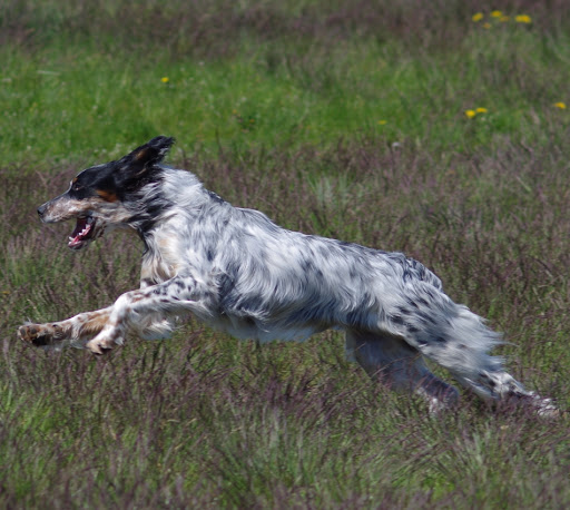 Hundephysio Wannsee - Thumbnail