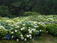 白木地区 あじさい