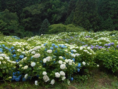 白木地区 あじさい