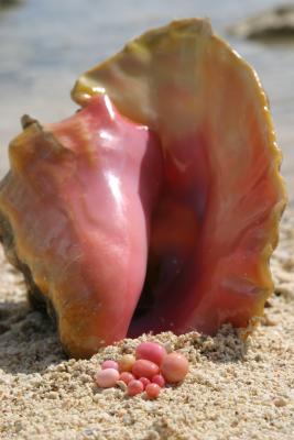 The Conch Pearl - Thumbnail