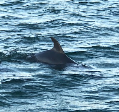 Dolphin Cruise Aboard Dolphin Tales