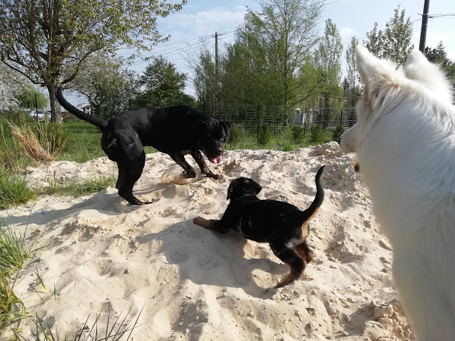 Simplicité Canine - Educateur canin et comportementaliste