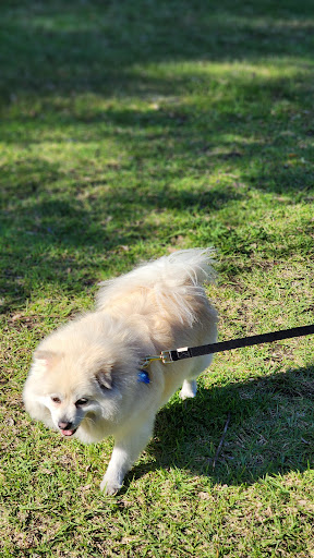 Foo of Love Dog Day Care Walking Pet Sitting Boarding Willetton Perth - Thumbnail