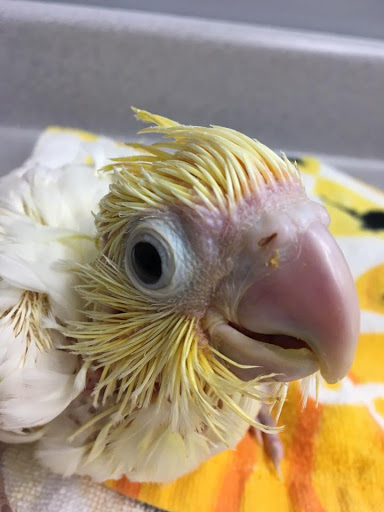 Feathered Friends Gallery - United States
