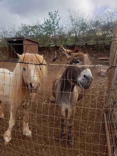 Maui Animal Farm